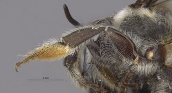 Media type: image;   Entomology 16268 Aspect: Leg hind